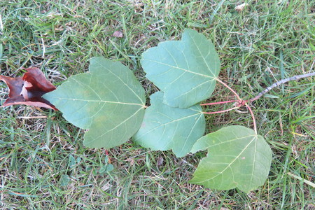  picture  Rode_esdoorn |Acer_rubrum