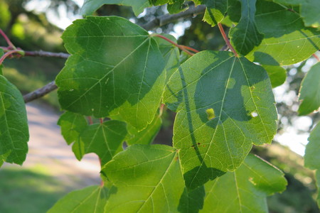  picture  Rode_esdoorn |Acer_rubrum