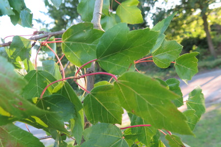  picture  Rode_esdoorn |Acer_rubrum