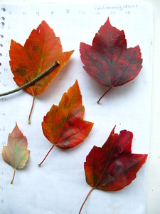  picture  Rode_esdoorn |Acer_rubrum