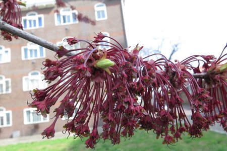  picture  Rode_esdoorn |Acer_rubrum