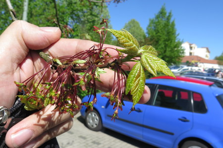  picture  Rode_esdoorn |Acer_rubrum
