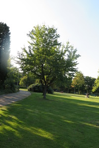  picture  Rode_esdoorn |Acer_rubrum