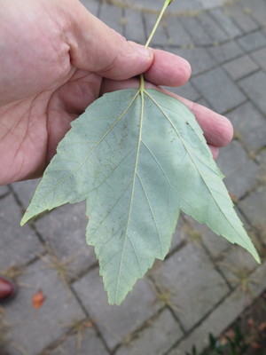  picture  Rode_esdoorn |Acer_rubrum