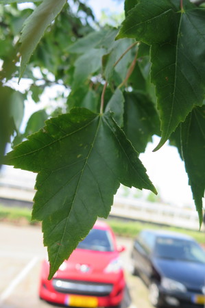  picture  Rode_esdoorn |Acer_rubrum