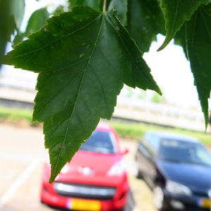  picture  Rode_esdoorn |Acer_rubrum