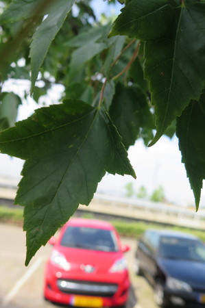  picture  Rode_esdoorn |Acer_rubrum