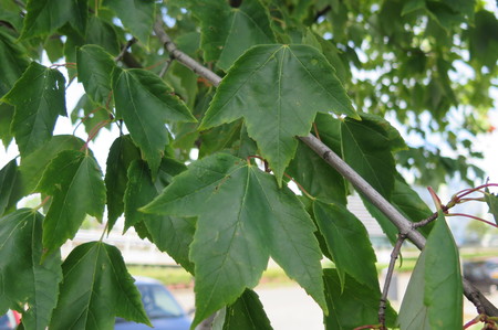  picture  Rode_esdoorn |Acer_rubrum