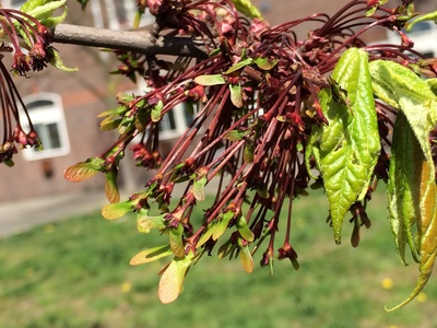  picture  Rode_esdoorn |Acer_rubrum