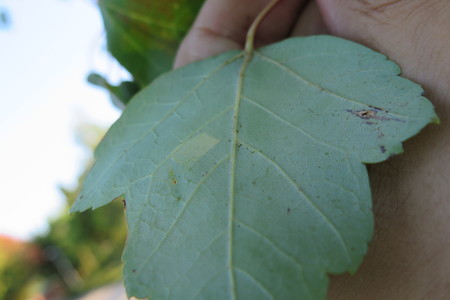  picture  Rode_esdoorn |Acer_rubrum