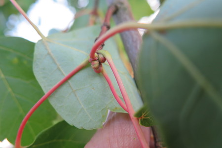  picture  Rode_esdoorn |Acer_rubrum