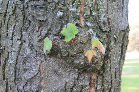  picture  Rode_esdoorn |Acer_rubrum