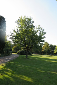  picture  Rode_esdoorn |Acer_rubrum