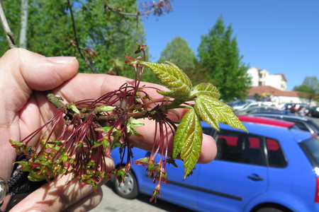  picture  Rode_esdoorn |Acer_rubrum