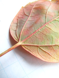  picture  Rode_esdoorn |Acer_rubrum