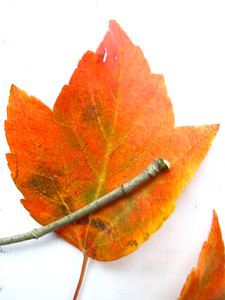  picture  Rode_esdoorn |Acer_rubrum