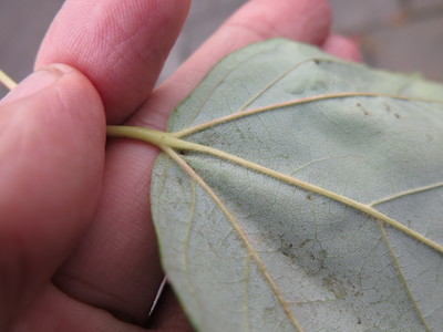  picture  Rode_esdoorn |Acer_rubrum