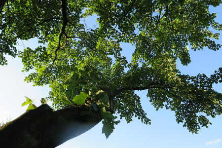  picture  Rode_esdoorn |Acer_rubrum