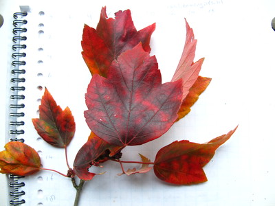  picture  Rode_esdoorn |Acer_rubrum