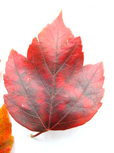  picture  Rode_esdoorn |Acer_rubrum