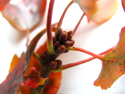  picture  Rode_esdoorn |Acer_rubrum