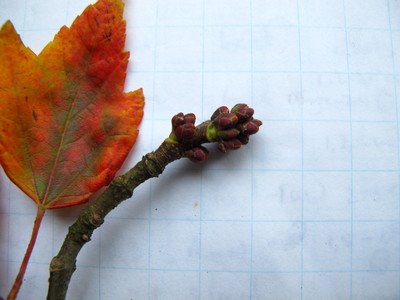  picture  Rode_esdoorn |Acer_rubrum