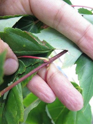  picture  Rode_esdoorn |Acer_rubrum