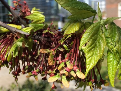  picture  Rode_esdoorn |Acer_rubrum