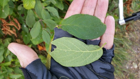  picture  Rode_kamperfoelie |Lonicera_xylosteum