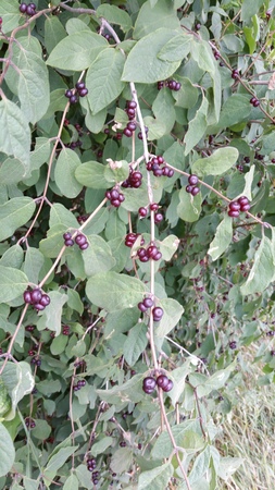  picture  Rode_kamperfoelie |Lonicera_xylosteum