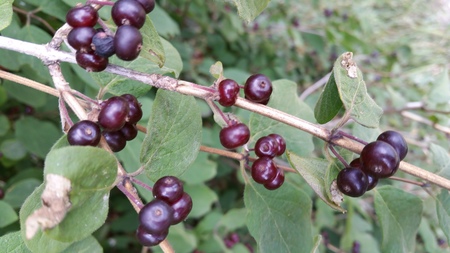  picture  Rode_kamperfoelie |Lonicera_xylosteum