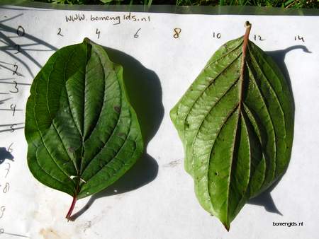 Leaf picture  Rode kornoelje ( Cornus sanguinea)