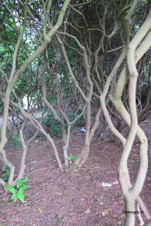  picture  Rododendron |Rhododendron_spec