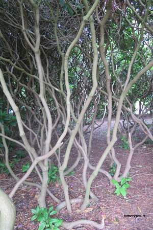  picture  Rododendron |Rhododendron_spec