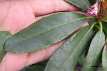  picture  Rododendron |Rhododendron_spec