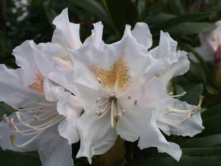  picture  Rododendron |Rhododendron_spec
