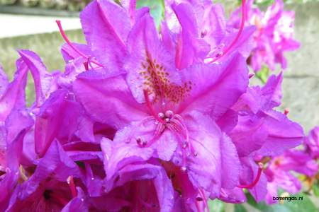  picture  Rododendron |Rhododendron_spec
