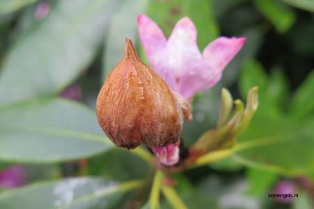  picture  Rododendron |Rhododendron_spec