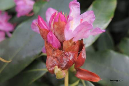  picture  Rododendron |Rhododendron_spec
