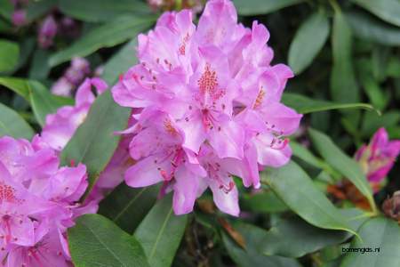  picture  Rododendron |Rhododendron_spec
