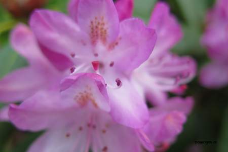  picture  Rododendron |Rhododendron_spec