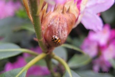  picture  Rododendron |Rhododendron_spec