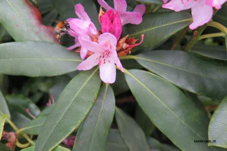  picture  Rododendron |Rhododendron_spec