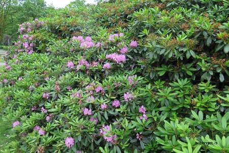  picture  Rododendron |Rhododendron_spec