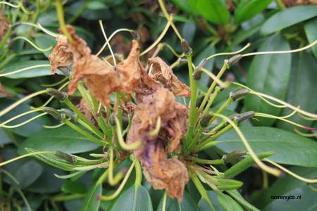  picture  Rododendron |Rhododendron_spec