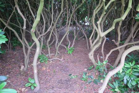  picture  Rododendron |Rhododendron_spec