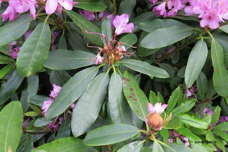  picture  Rododendron |Rhododendron_spec