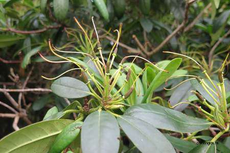  picture  Rododendron |Rhododendron_spec