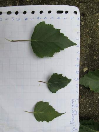  picture  Ruwe_berk |Betula_pendula