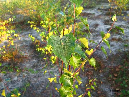  picture  Ruwe_berk |Betula_pendula